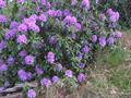 Rhododendron Ponticum